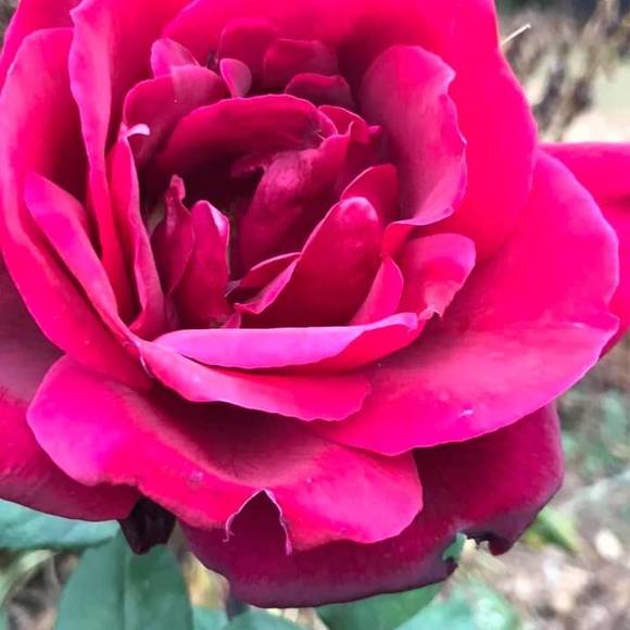 Meet your Posher, Julie - Picture 1 of 1